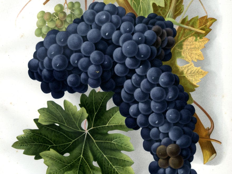 illustration of dark blue zinfandel grapes and grape leaves