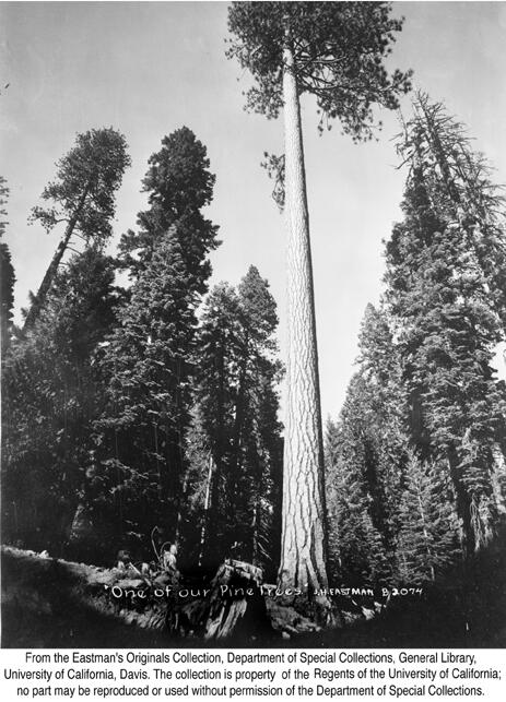 "One of our Pine Trees" 1944