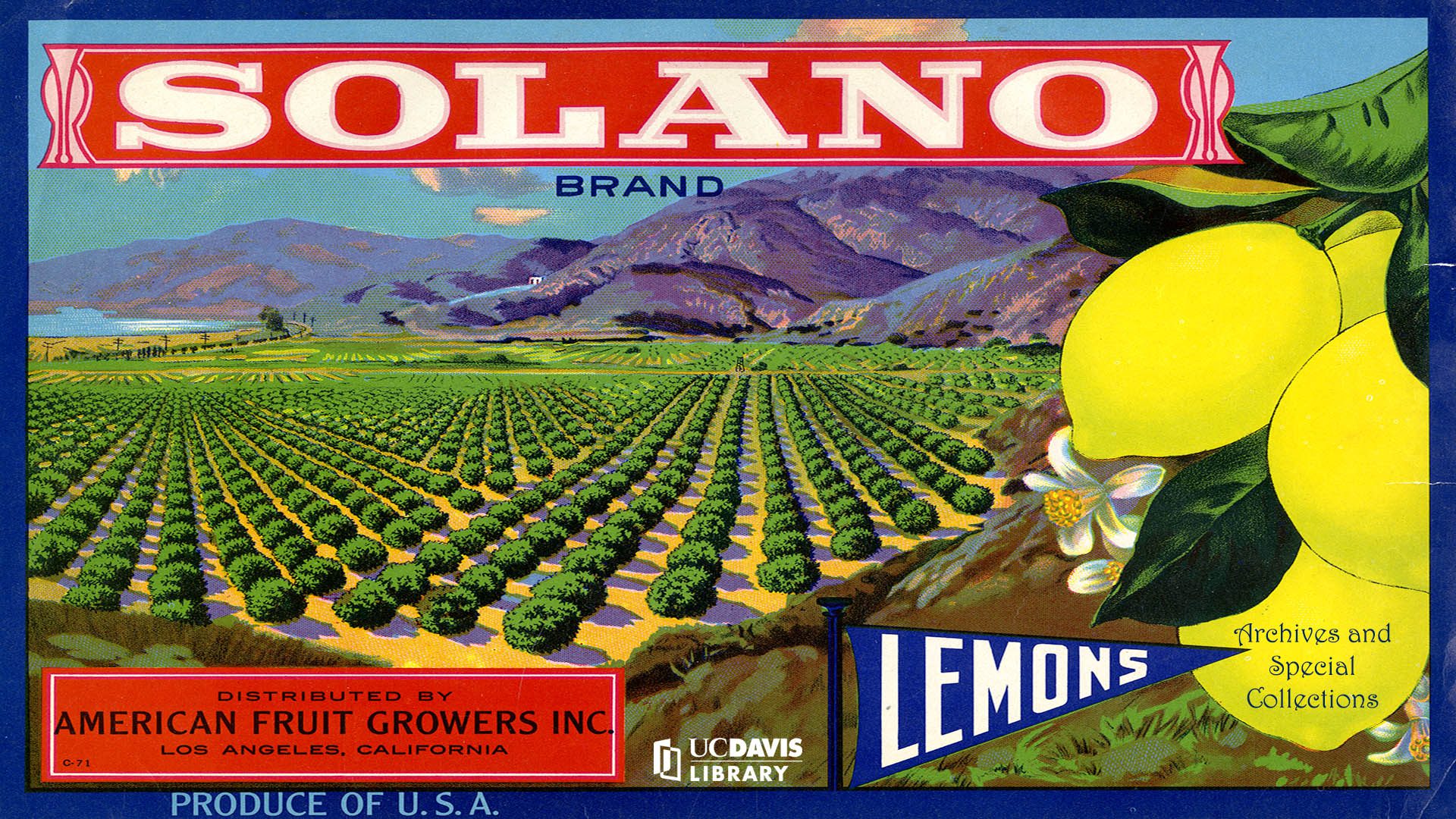 Solano Lemons