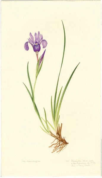 Iris macrosiphon by Margaret Stones, Occidental, California, April 7, 1987.