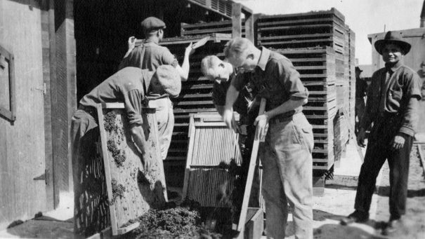 Viticulture and Enology class dehydrating grapes, circa 1919