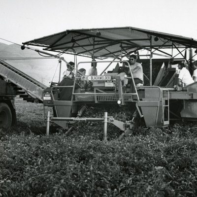 Workers operate a UC Blackwelder harvester in the fields.