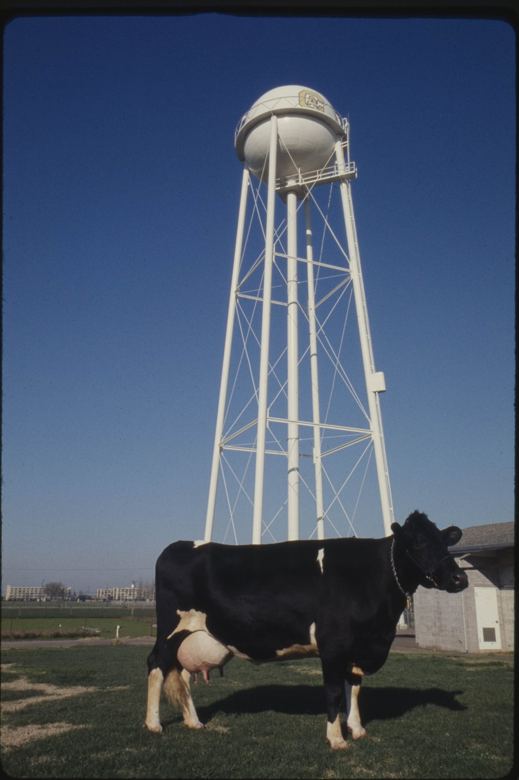 A dairy cow in profile with a water tower rising in the background