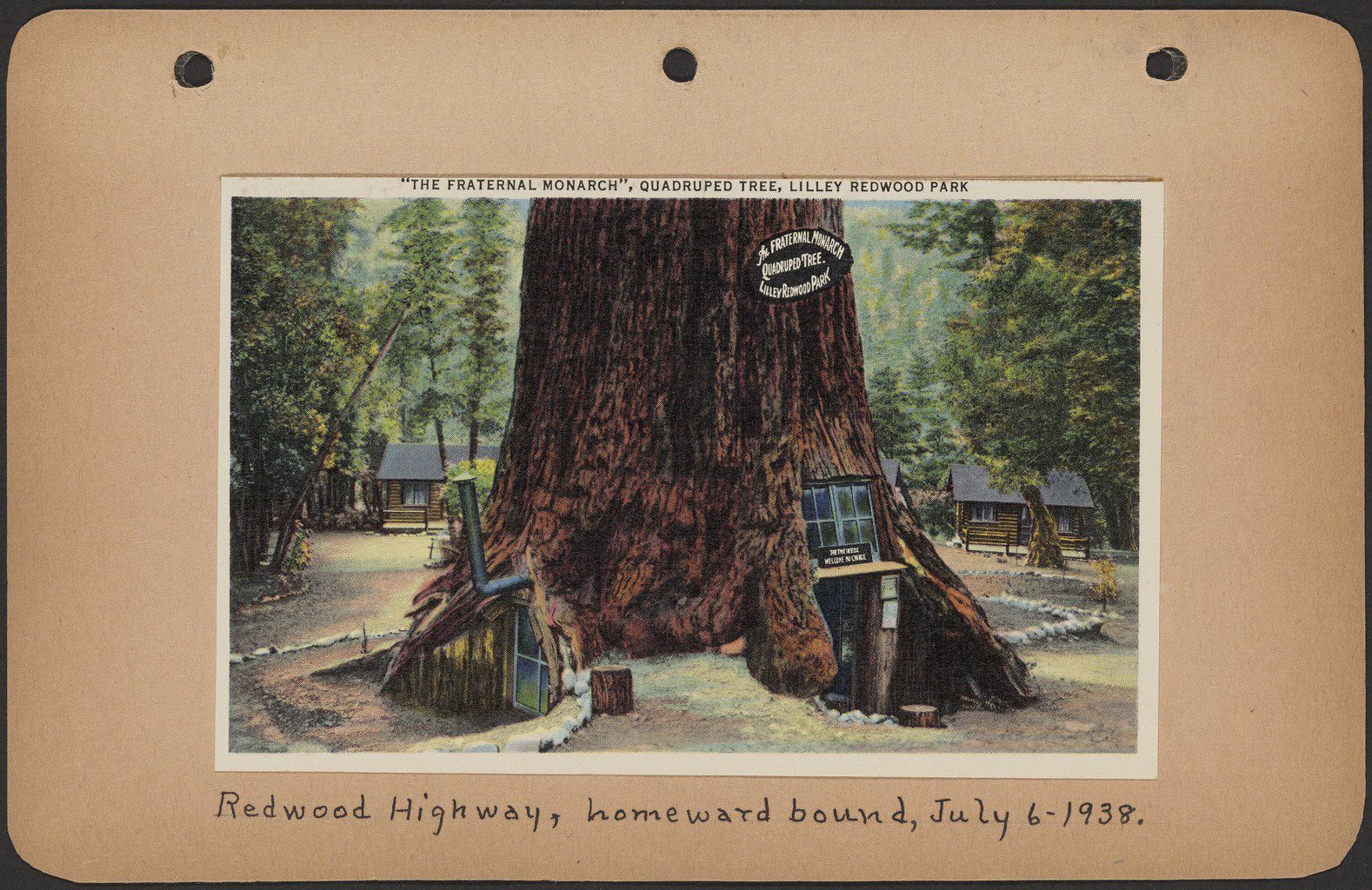 A postcard of a redwood tree.