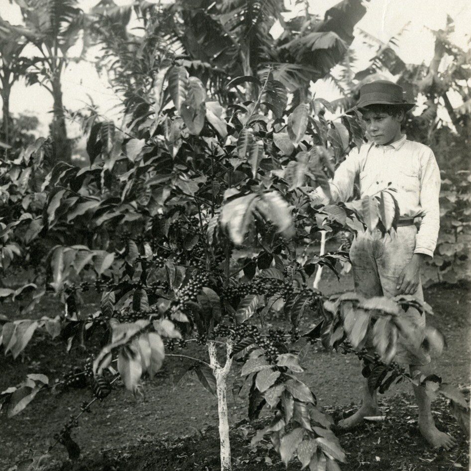 A boy stands by a three-year-old coffee plant in Costa Rica