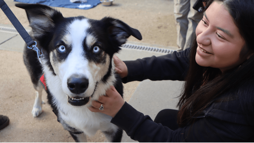 husky mix with light blue eyes being pet by a student