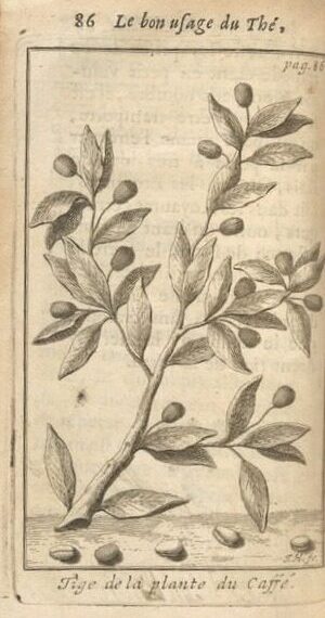 An aged drawing of a branch of a coffee plant branch with its cherries captioned "Tige de la plante du Caffé"