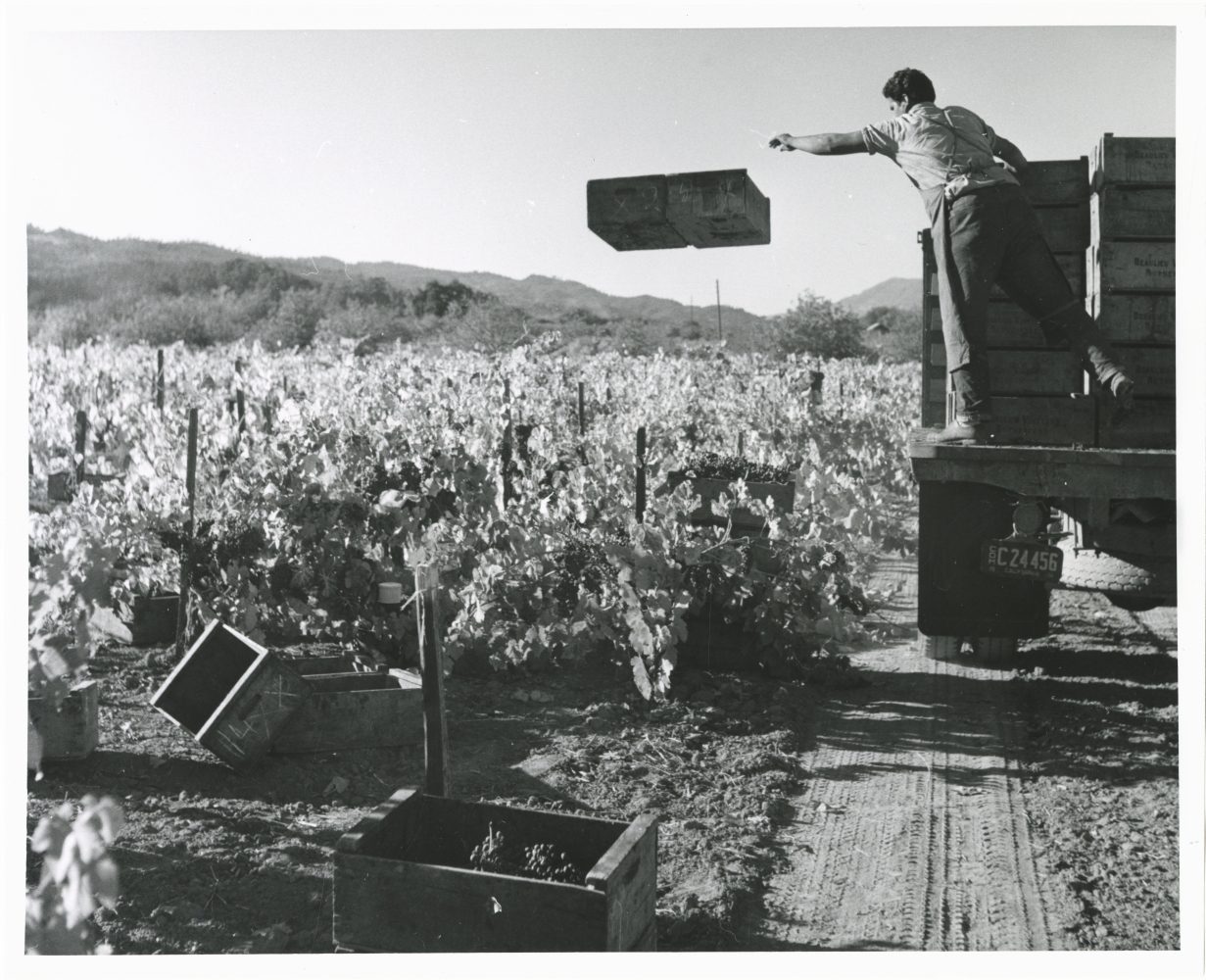 Black-and-white photograph of a man standing on the back of a truck on a dirt road alongside grape vines. A crate is in midair beside him as if it has just left his hand.
