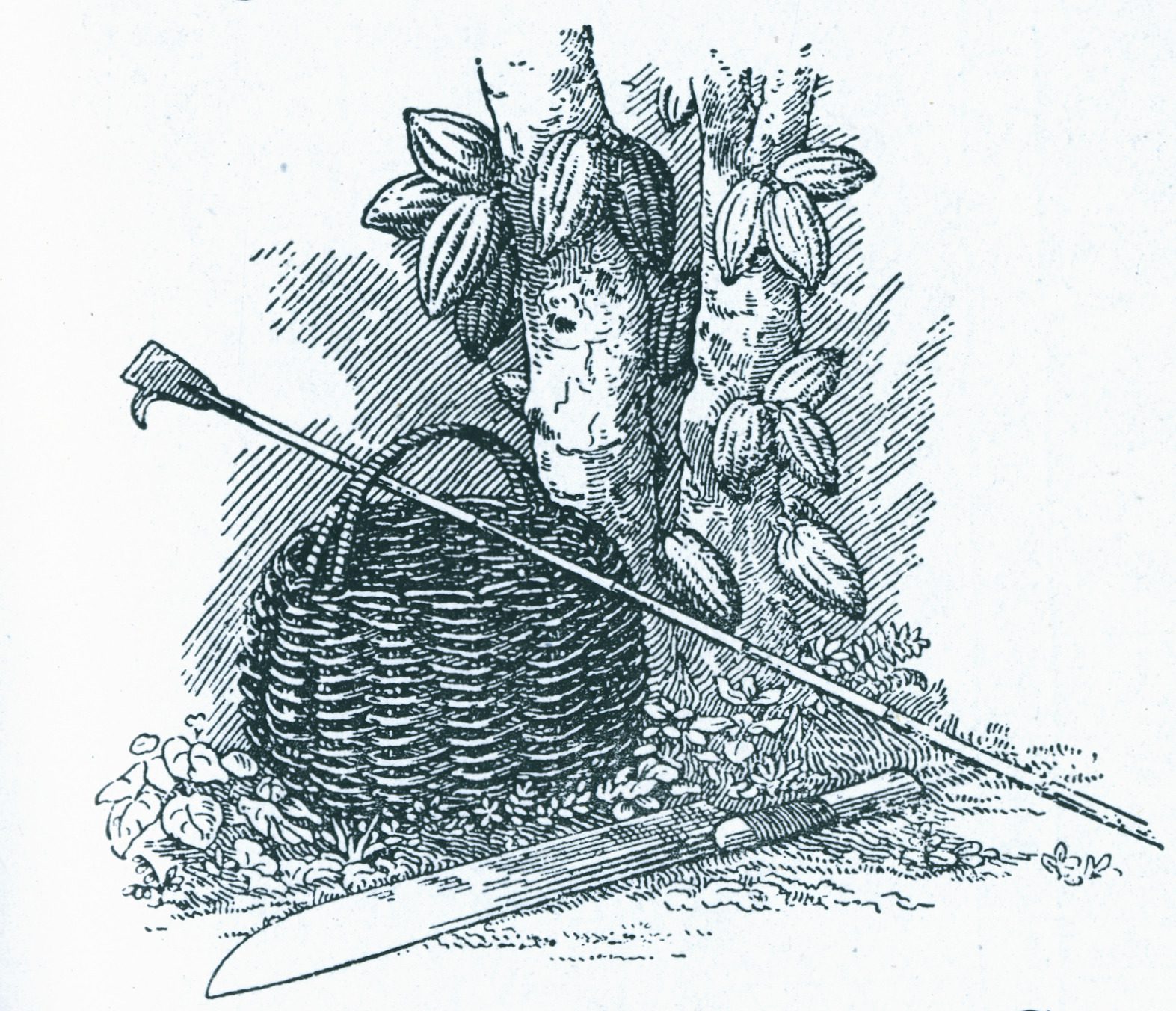 Black and white illustration of cacao tree and pods with harvesting tools