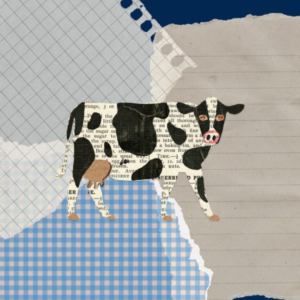 Decorative image of a cow against several different colored pieces of paper as the background.