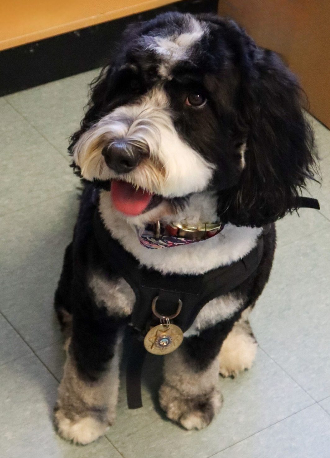 A black-and-white dog with a police tag on its collar