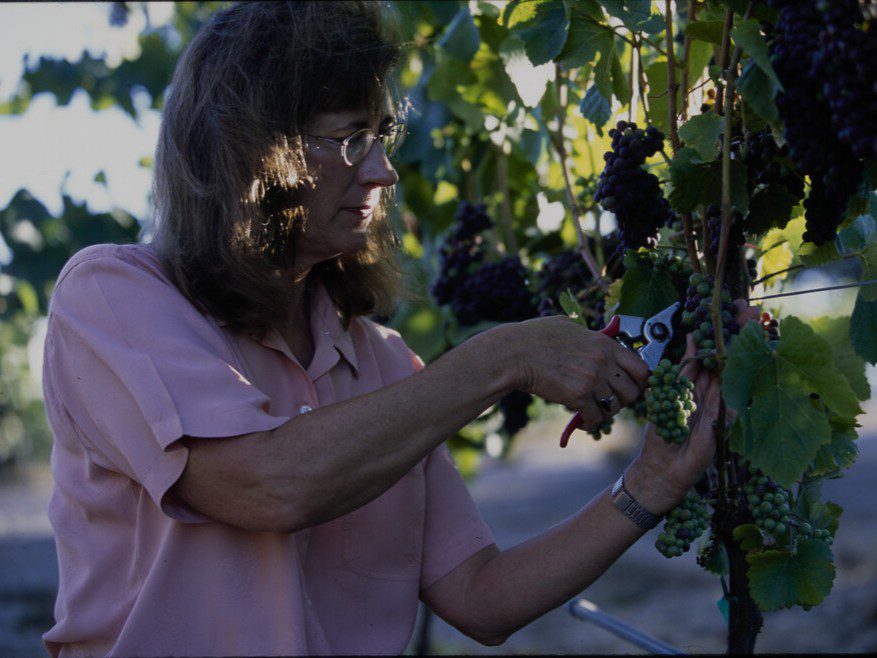 A woman holding small pruning shears prepares to remove a bunch of small, green grapes from a vine
